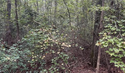 creek bend pic 23