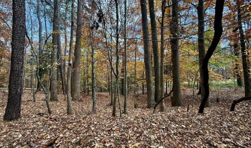 Wooded Lot