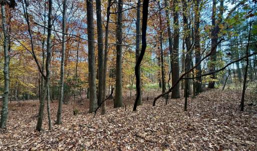 Wooded Lot