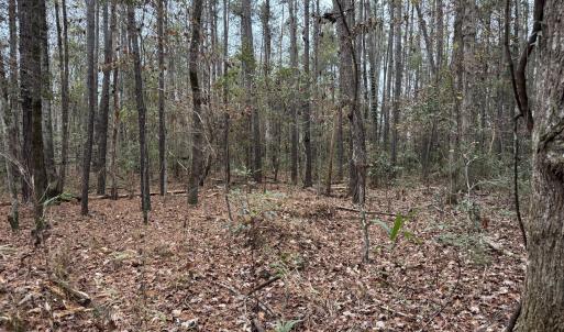 All Wooded