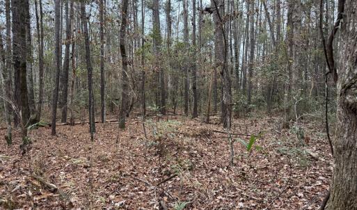 All Wooded
