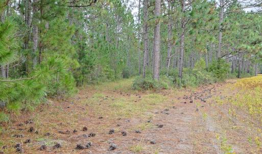 Egypt Road, Brunswick County, NC-08