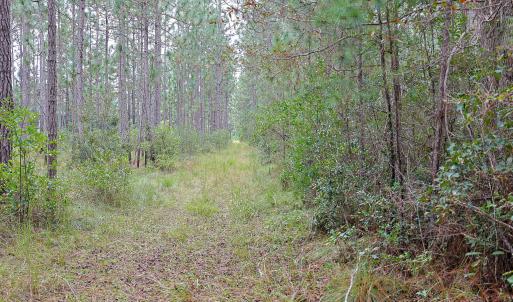 Egypt Road, Brunswick County, NC-09