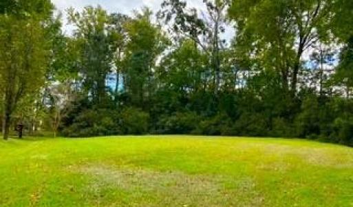 IMG_4844 marsh elder