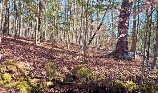 31. Ground Photo Seasonal Creek