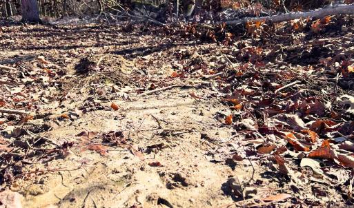 16. Ground Photo Deer Tracks
