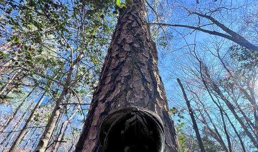 24. Ground Photo Pine Tree - MLS