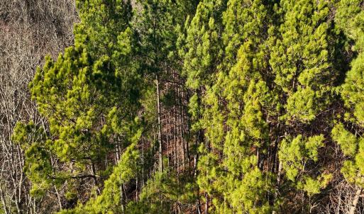 35. Drone Photo
