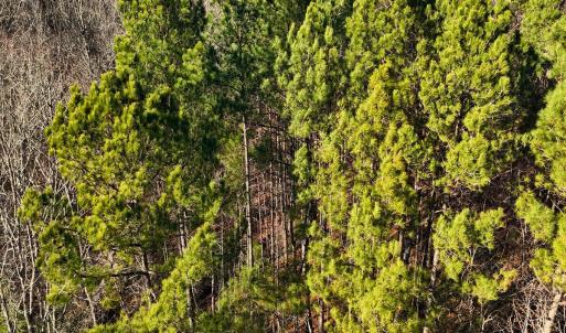 35. Drone Photo