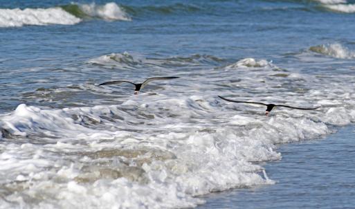 Terns on the Ocean at Sunset Beach