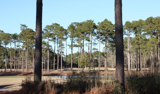 Pond View