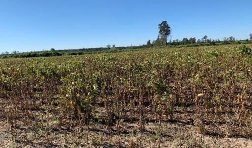 20 Acre Cutover behind Field