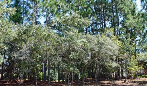 Wooded Homesite in Stirling Hills