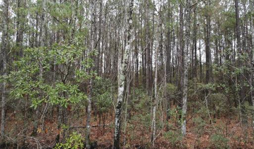 10 Acre 4
