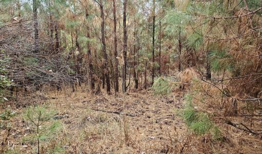 28 Acre 5