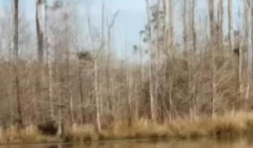 Beaver Pond