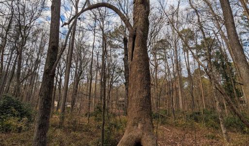 Winnie the pooh tree