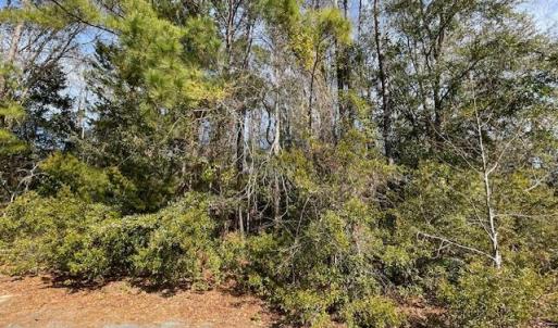 Lot 38 Cedar Find pic