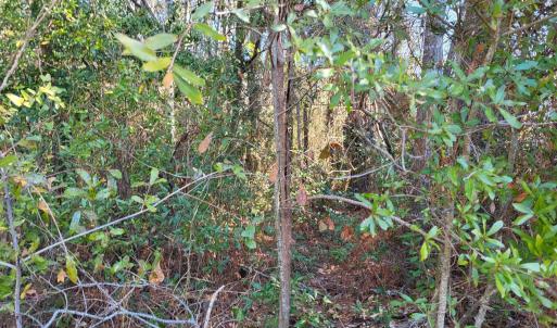 Shell Landing 3.9 Acre #2