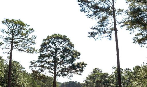 Pinewild CC Golf Course