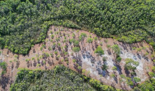 2696YellowPoplarPath - 11