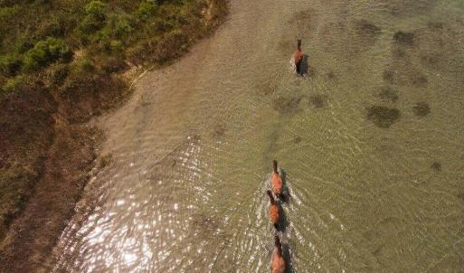 Shackleford Horses