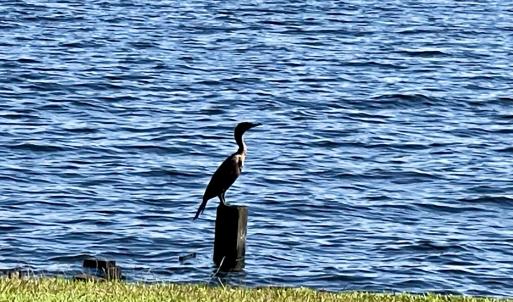 crane
