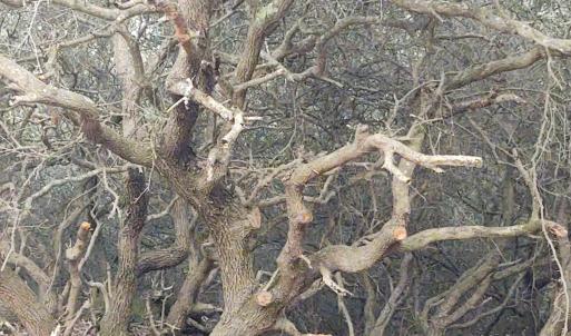 Live Oak