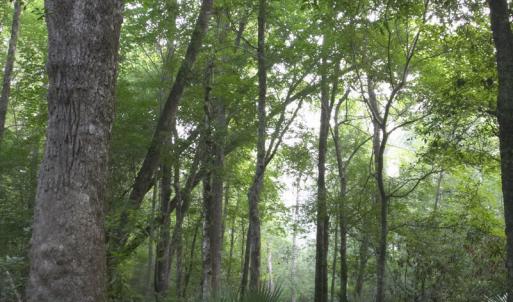 Nature Trails Through Neighborhood