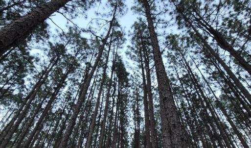 Long Needle Pines