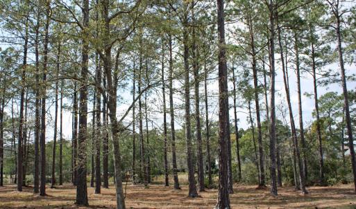 Lightly wooded homesite