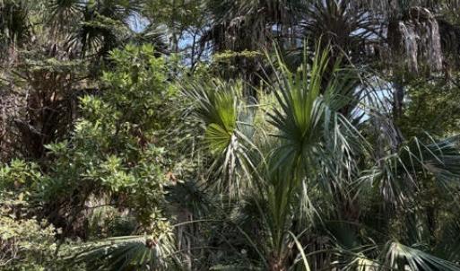 Photo #5 of 2 Gray Fox, Bald Head Island, NC 0.3 acres