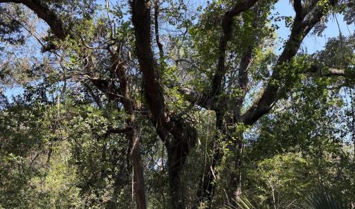 Photo #8 of 2 Gray Fox, Bald Head Island, NC 0.3 acres