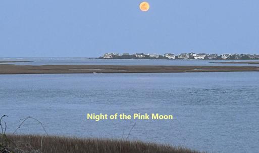 Night Of Pink Moon