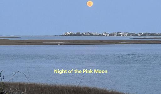 Night Of Pink Moon