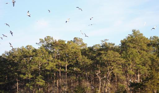 Shore Birds