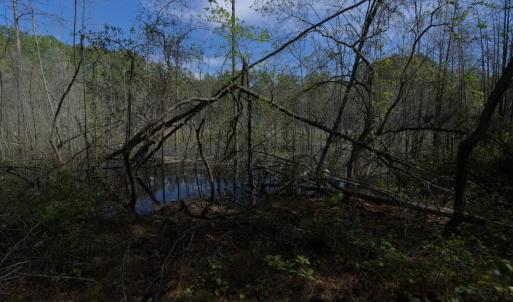 Ground Site 15 Swampy Marshy Pic