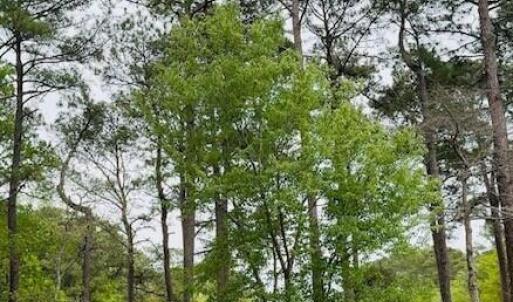 Image 9 - 521 Chatsworth Place