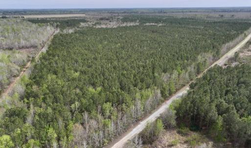 Photo #1 of Guinea Mill, Ernul, NC 25.0 acres