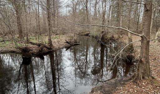 #2 Cypress Bottom-Creek