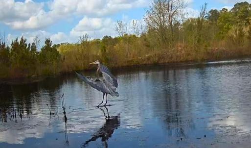 62. Blue herring on trail cam