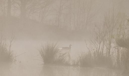 10. Goose on the pond