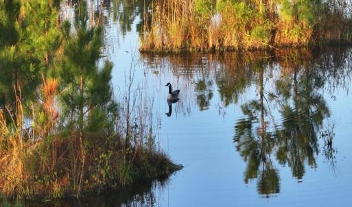 18. Goose on the pond