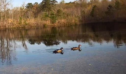 49. Ducks in ponds on trail cam