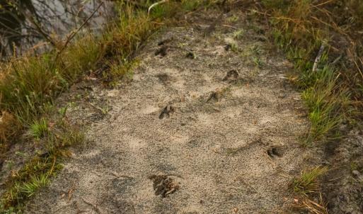 31. Deer Tracks