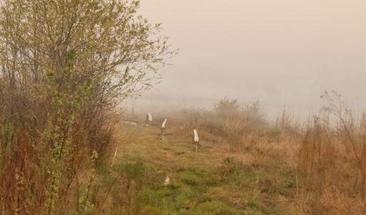 13. Running Whitetail Deer