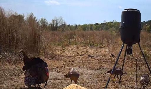 48. Turkeys on trail cam