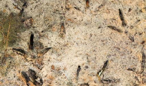 40. Turkey and Deer Tracks