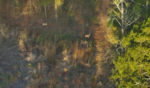 61. Whitetail Deer