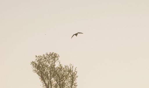 3. Waterfowl